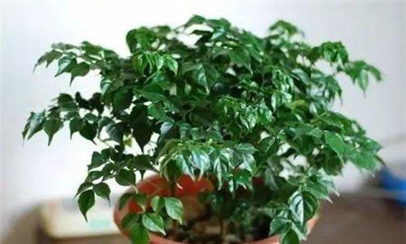 新植株落叶 新植株落叶