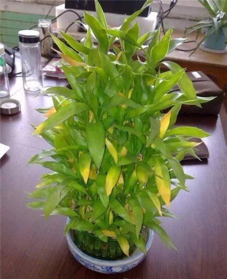 灼黄 灼黄