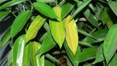 缺光黄 缺光黄