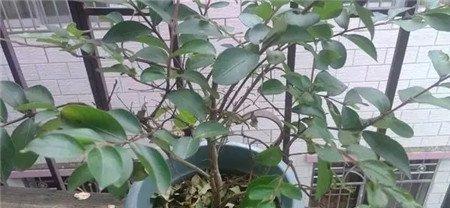 底部叶片干燥脱落 底部叶片干燥脱落