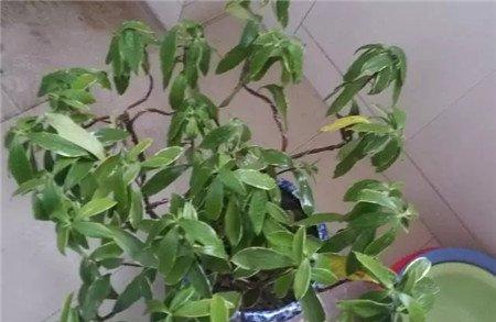 叶片耷拉、没生气 叶片耷拉、没生气