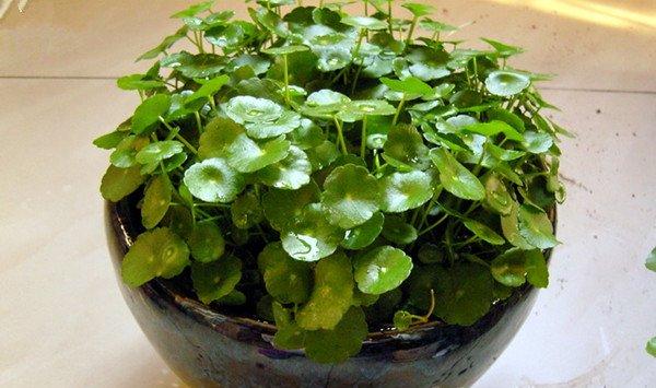 长斑发黄掉叶子，你不能忽视的植物健康信号！