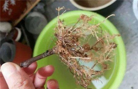 洗净根部的肥液 洗净根部的肥液