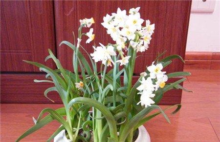 水仙花花期的推迟 水仙花花期的推迟