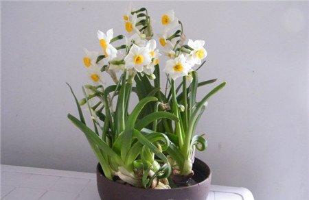 水仙花催花的方法 水仙花催花的方法
