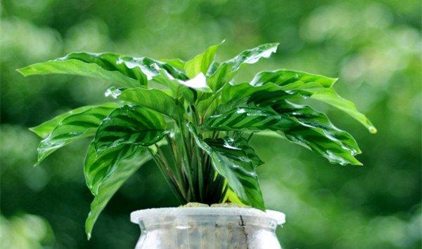 孔雀竹芋的繁殖方法大全