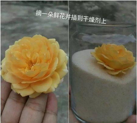摘花放入 摘花放入