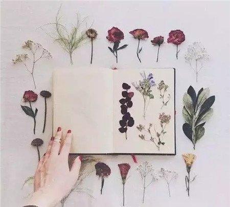 花的选择 花的选择