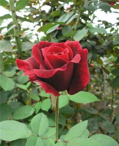 林肯先生花 林肯先生花