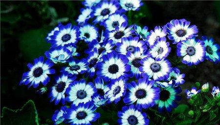 怎样来瓜叶菊的花期呢 怎样来瓜叶菊的花期呢