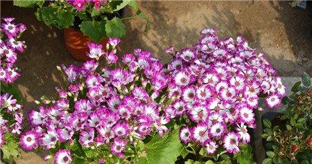 瓜叶菊什么时候开花 瓜叶菊什么时候开花