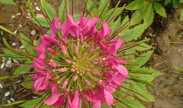 醉蝶花的养护要点