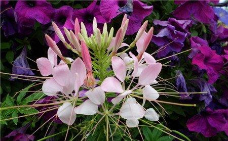 醉蝶花摘心 醉蝶花摘心