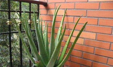 芦荟