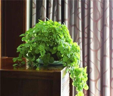 吸毒草