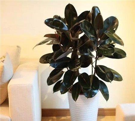 橡皮树