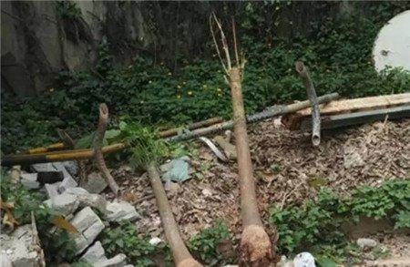 拯救发财树 拯救发财树
