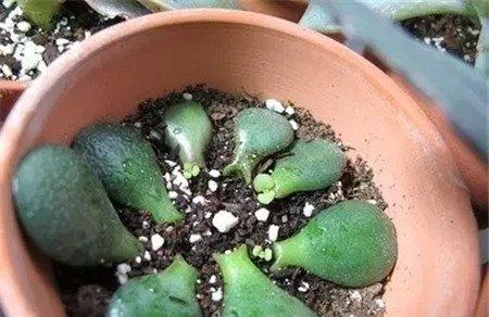 掉下来的叶片 掉下来的叶片