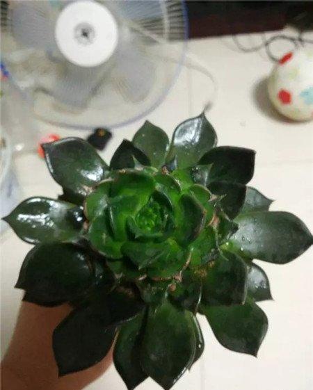 拯救黑王子 拯救黑王子