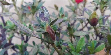 杜鹃花 杜鹃花