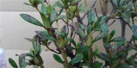 杜鹃花处理 杜鹃花处理
