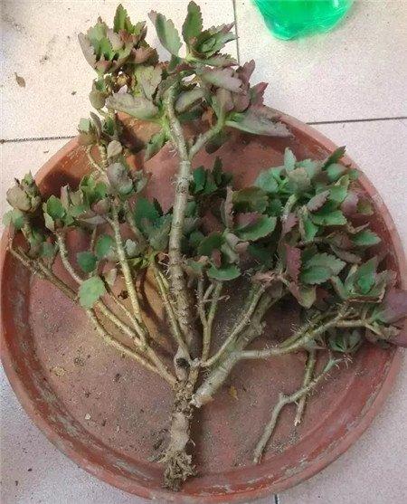拯救长寿花 拯救长寿花
