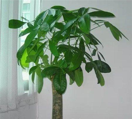 发财树 发财树