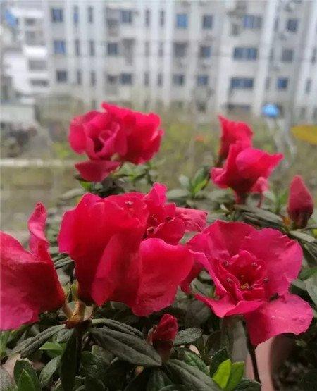 杜鹃花 杜鹃花