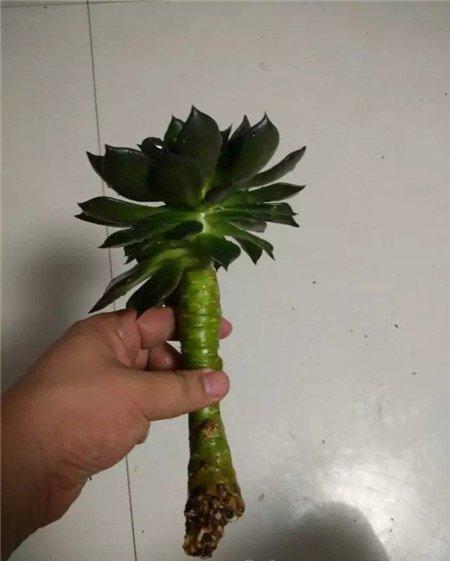 黑王子 黑王子