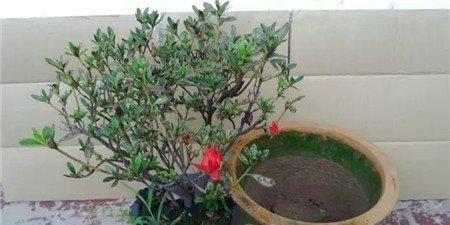 拯救杜鹃花 拯救杜鹃花