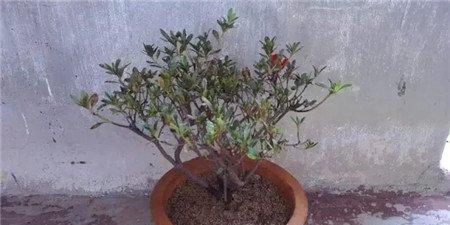 杜鹃花重新栽植 杜鹃花重新栽植