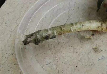 黑王子杀菌 黑王子杀菌