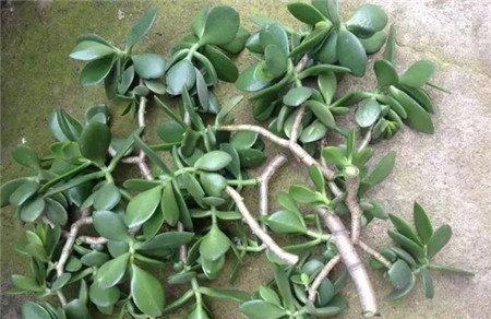 玉树枝条 玉树枝条