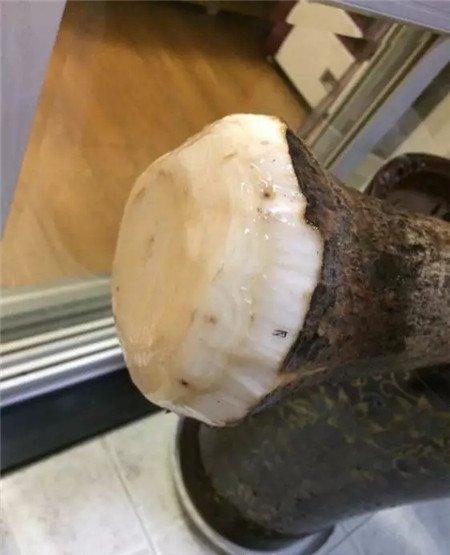 剪掉细的根系 剪掉细的根系