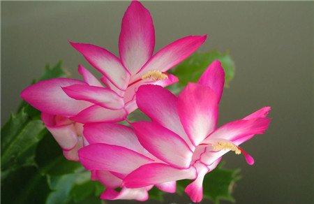 蟹爪兰花期怎么提前 蟹爪兰花期怎么提前