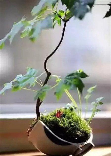 花盆 花盆