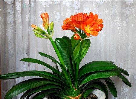 君子兰开花留种的处理方法 君子兰开花留种的处理方法
