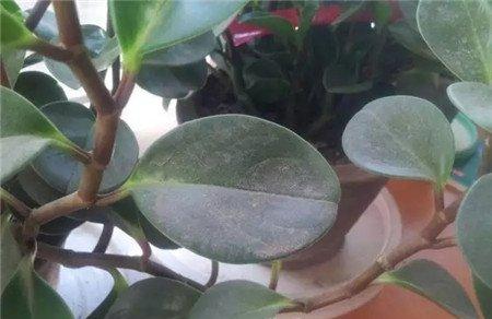清洁叶面 清洁叶面