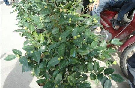 适当疏蕾 适当疏蕾