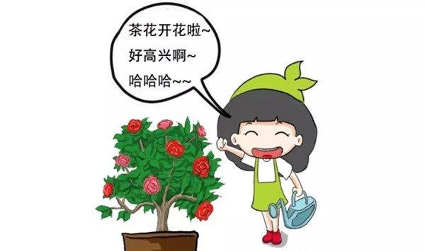 茶花养护大揭秘，过年买的茶花就这么养