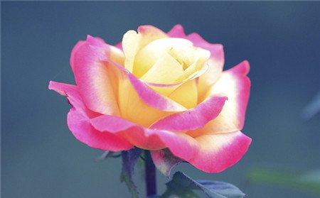 月季花冬季修剪 月季花冬季修剪