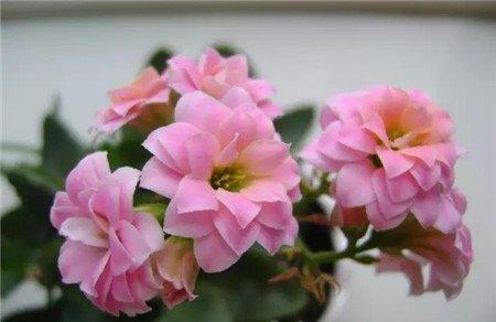 长寿花 长寿花