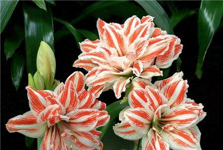 朱顶红在春节开花方法 朱顶红在春节开花方法