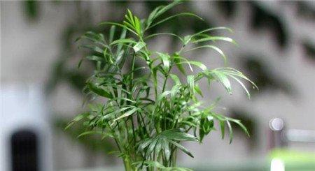 袖珍椰子