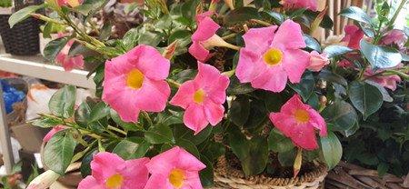 飘香藤图片 飘香藤图片