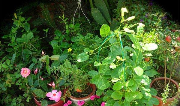 飘香藤冬天要怎么养 飘香藤冬天要怎么养