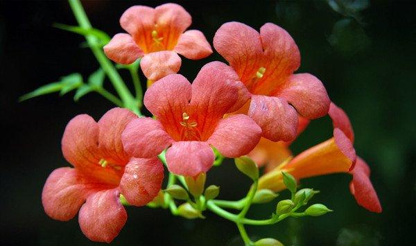 凌霄花怎么整形修剪