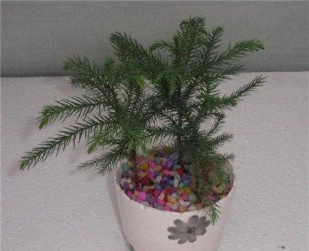 南洋杉移栽图 南洋杉移栽图