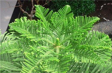 南洋杉图片 南洋杉图片