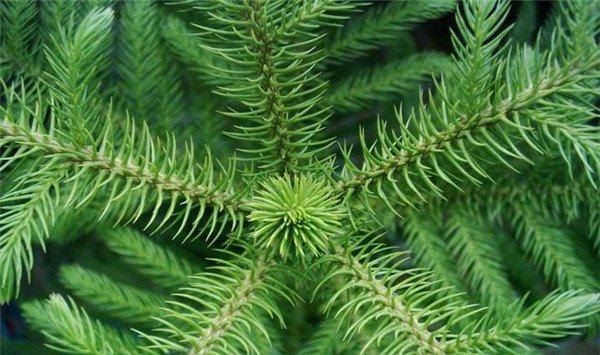 南洋杉幼苗怎么移栽 南洋杉幼苗怎么移栽